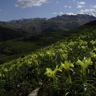 Iris caucasica